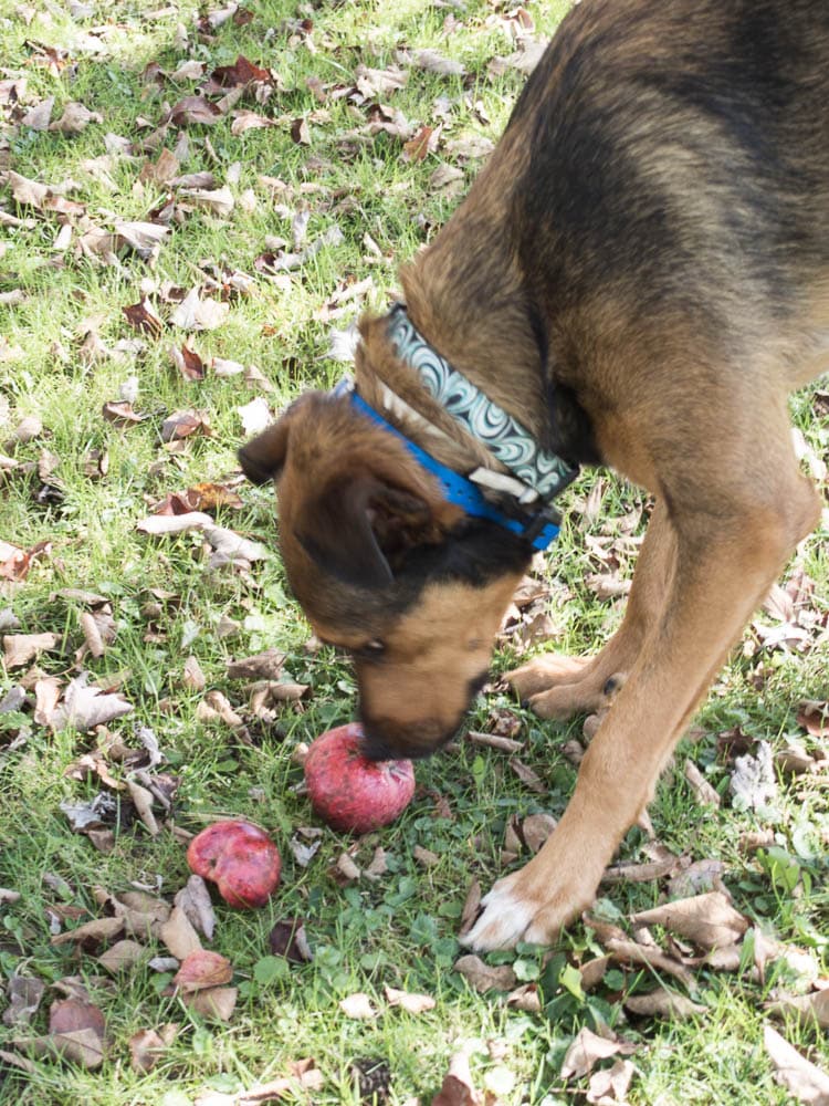 Ziggy loves apples