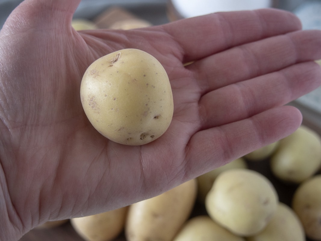 A person's hand holding a small potato for salt potatoes.