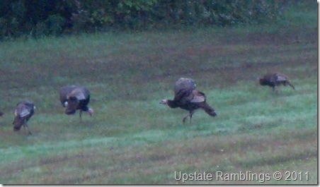 wild turkeys in the yard