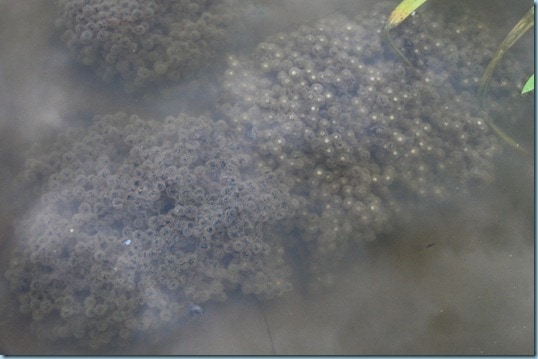 clustered frog eggs