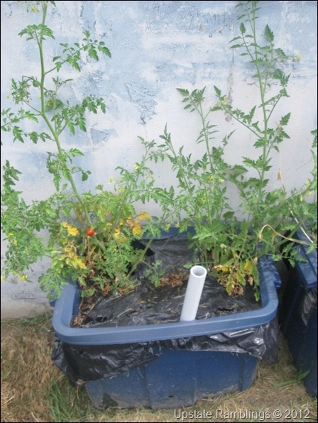 self watering planter