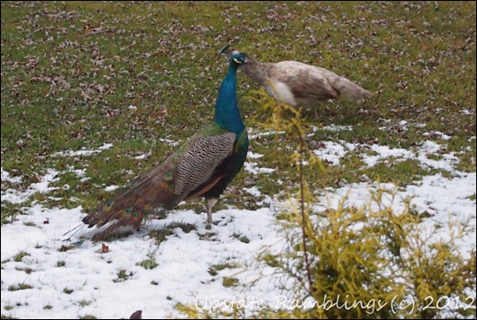 Peacocks walking around in the snow