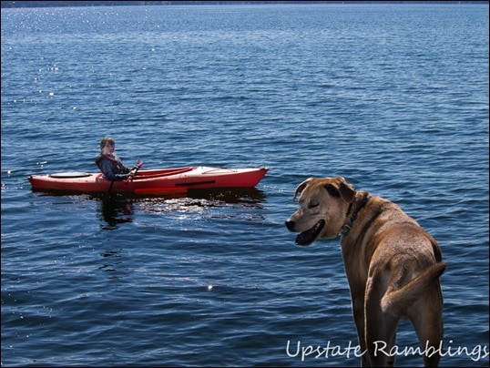 Dog guards the kayaks