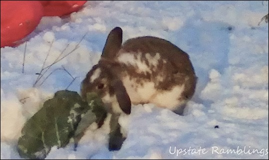 Bunny enjoying the snow