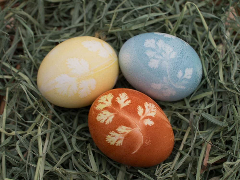 Easter eggs with herb stenciled designs.