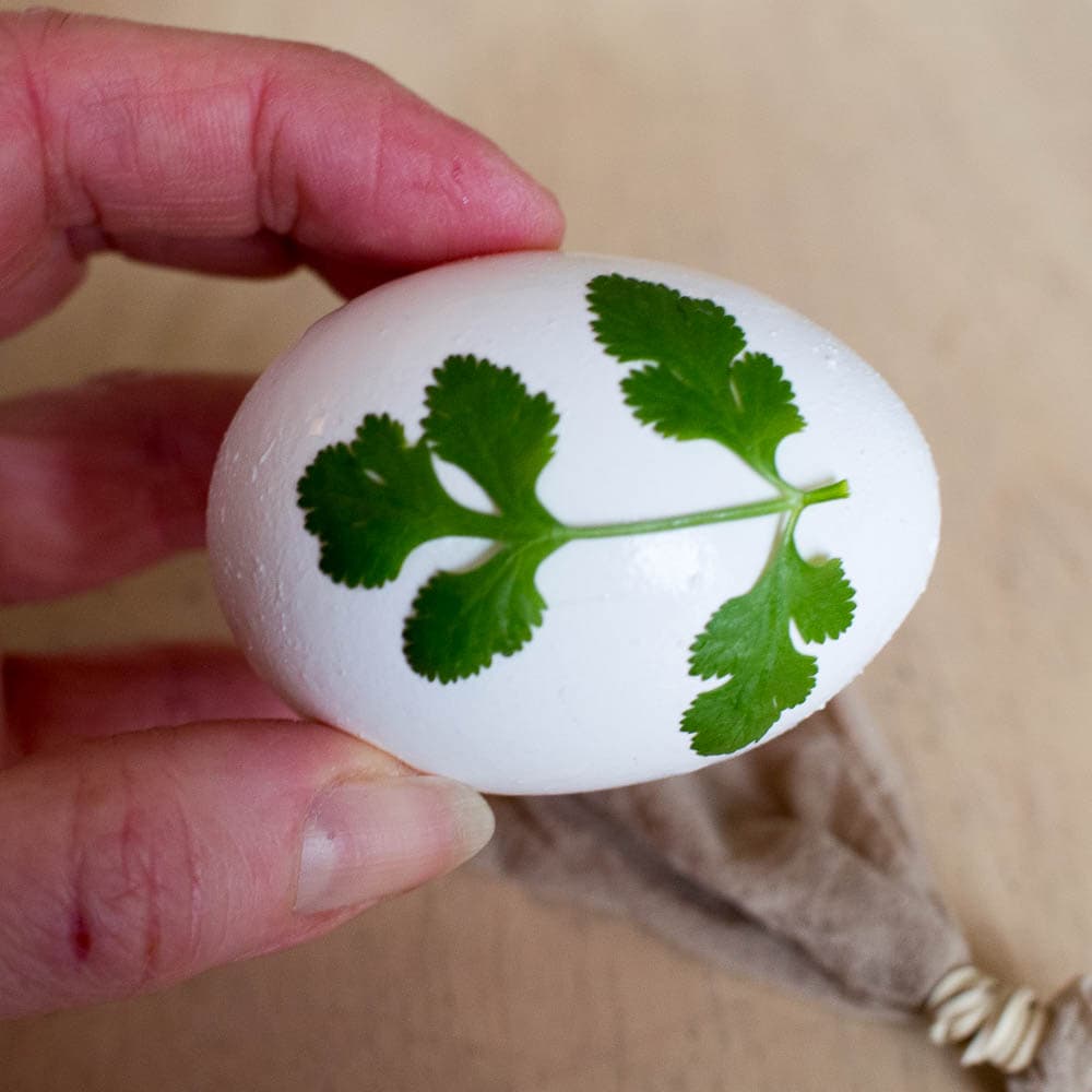 A hand holding a white egg with a leafy herb design.