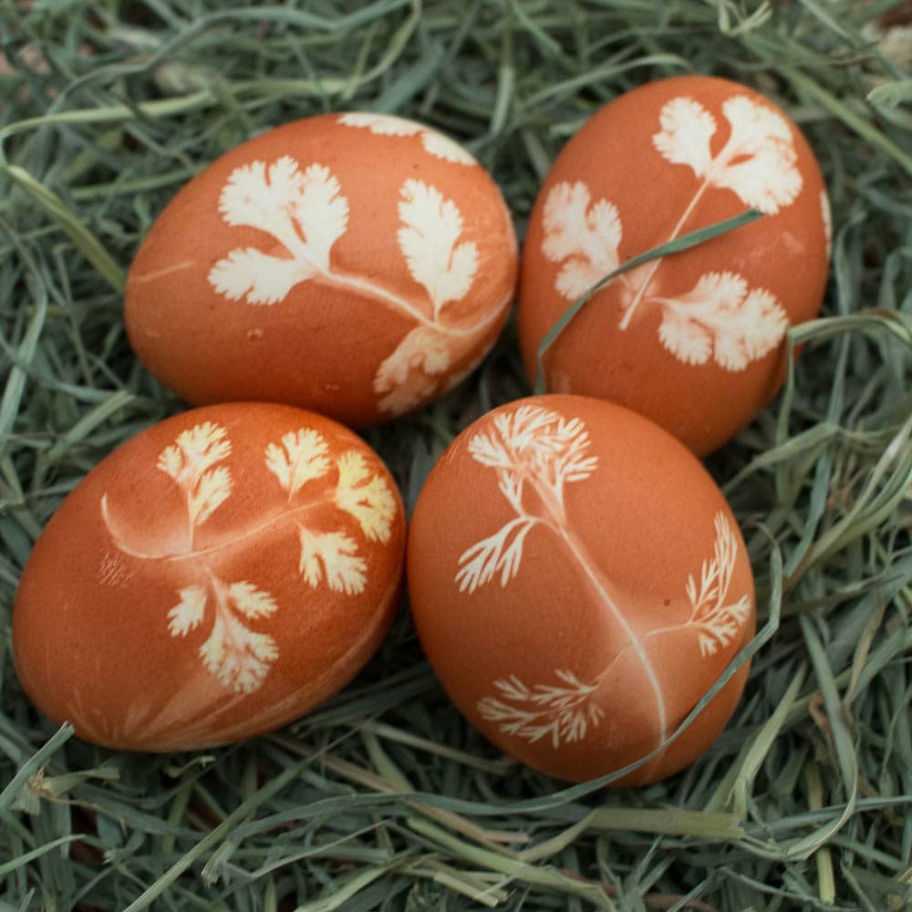Four herb stenciled eggs.