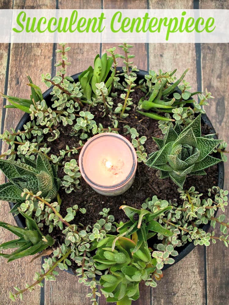 Succulent Centerpiece - a wreath of succulents surrounding a candle