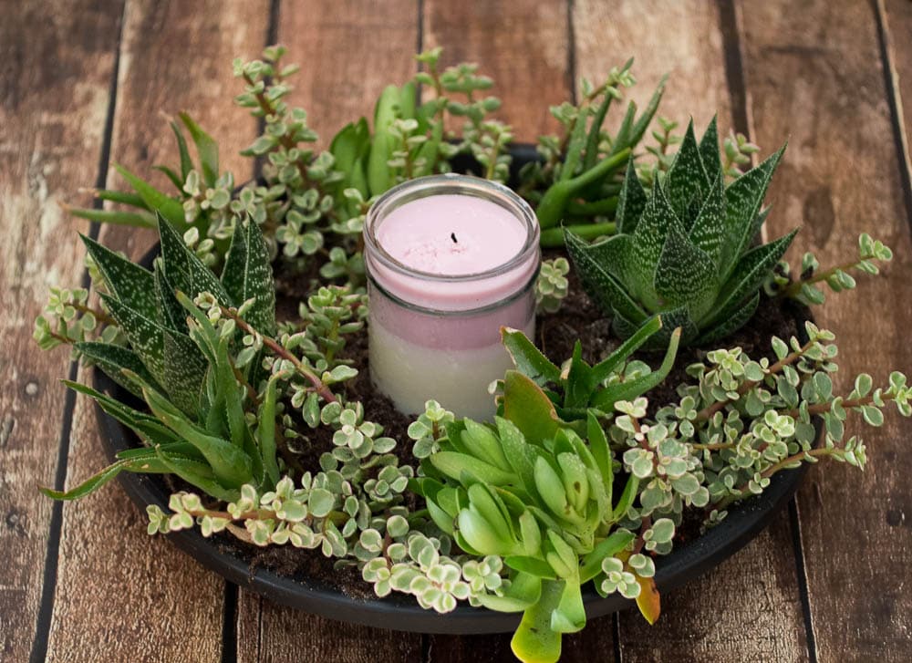 A succulent centerpiece features a candle on a wooden table.