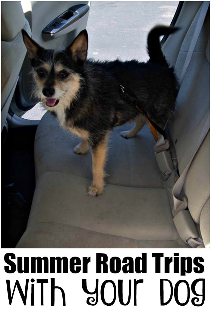 Tips for Successful Summer Road Trips with Your Dog - Learn how to make your travel with your dog less stressful