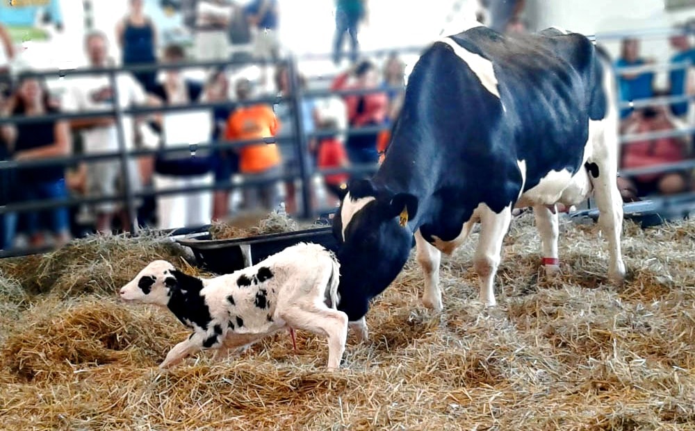 baby cow at nys fair