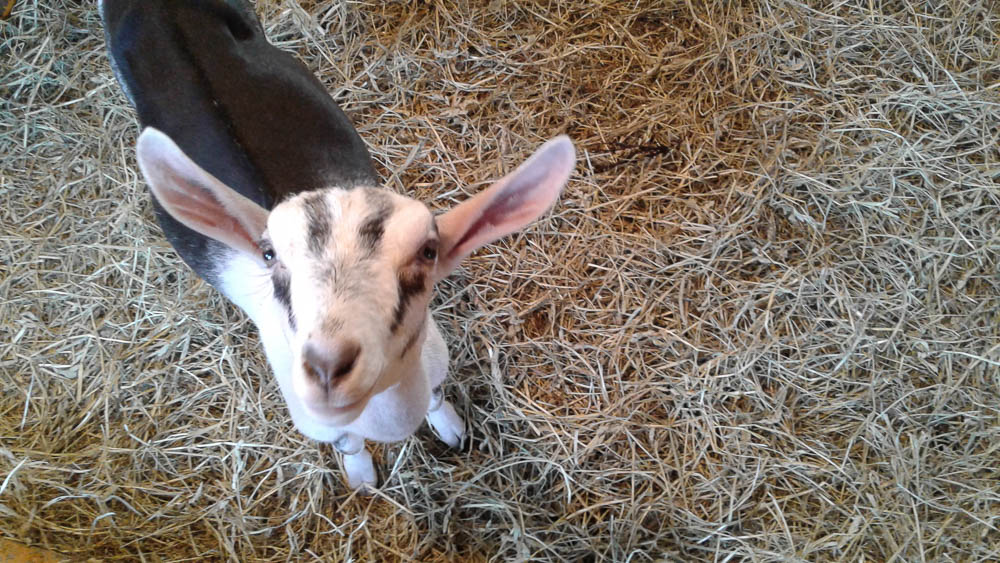 Baby Goat at New York State Fair