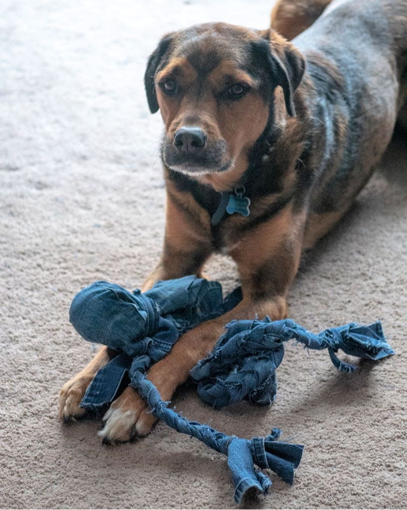 dog enjoying his homemade toy