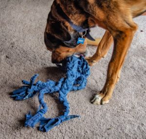 dog playing with his homemade dog toy