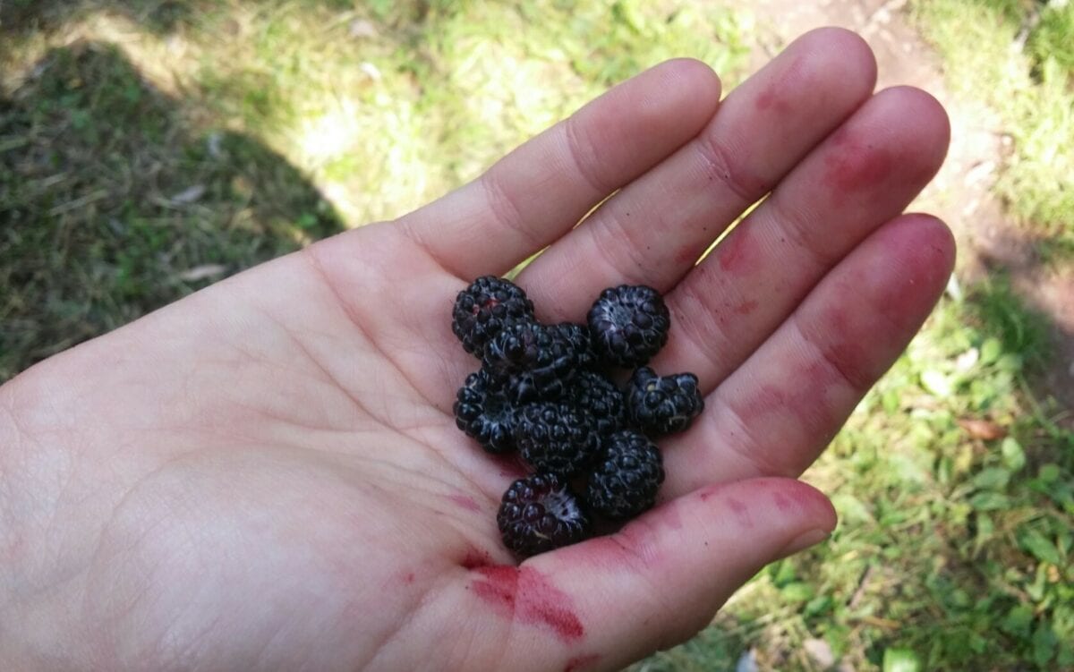 handful of fresh blackberries that were just picked.