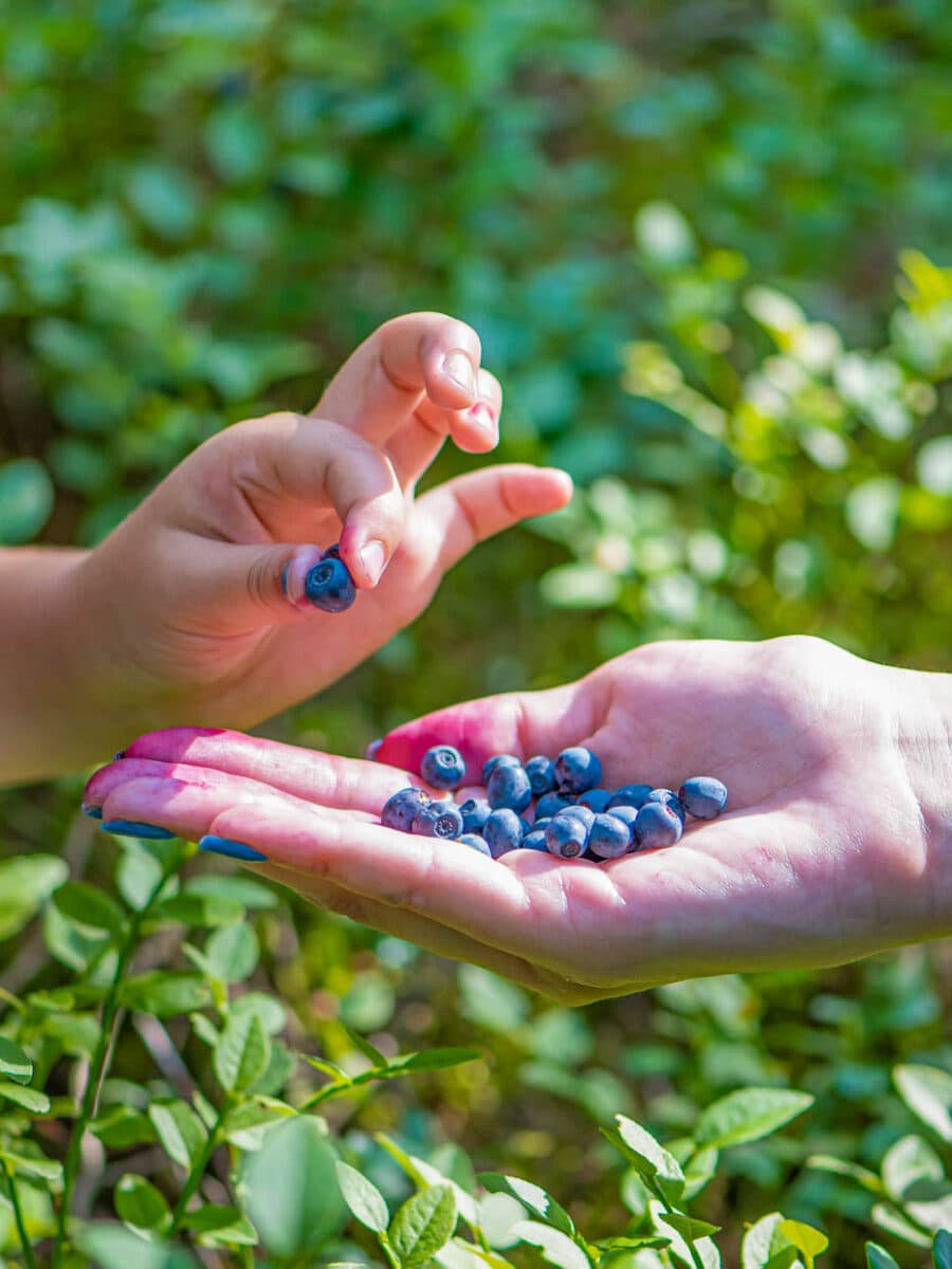 Young girl picking blueberries with mother.