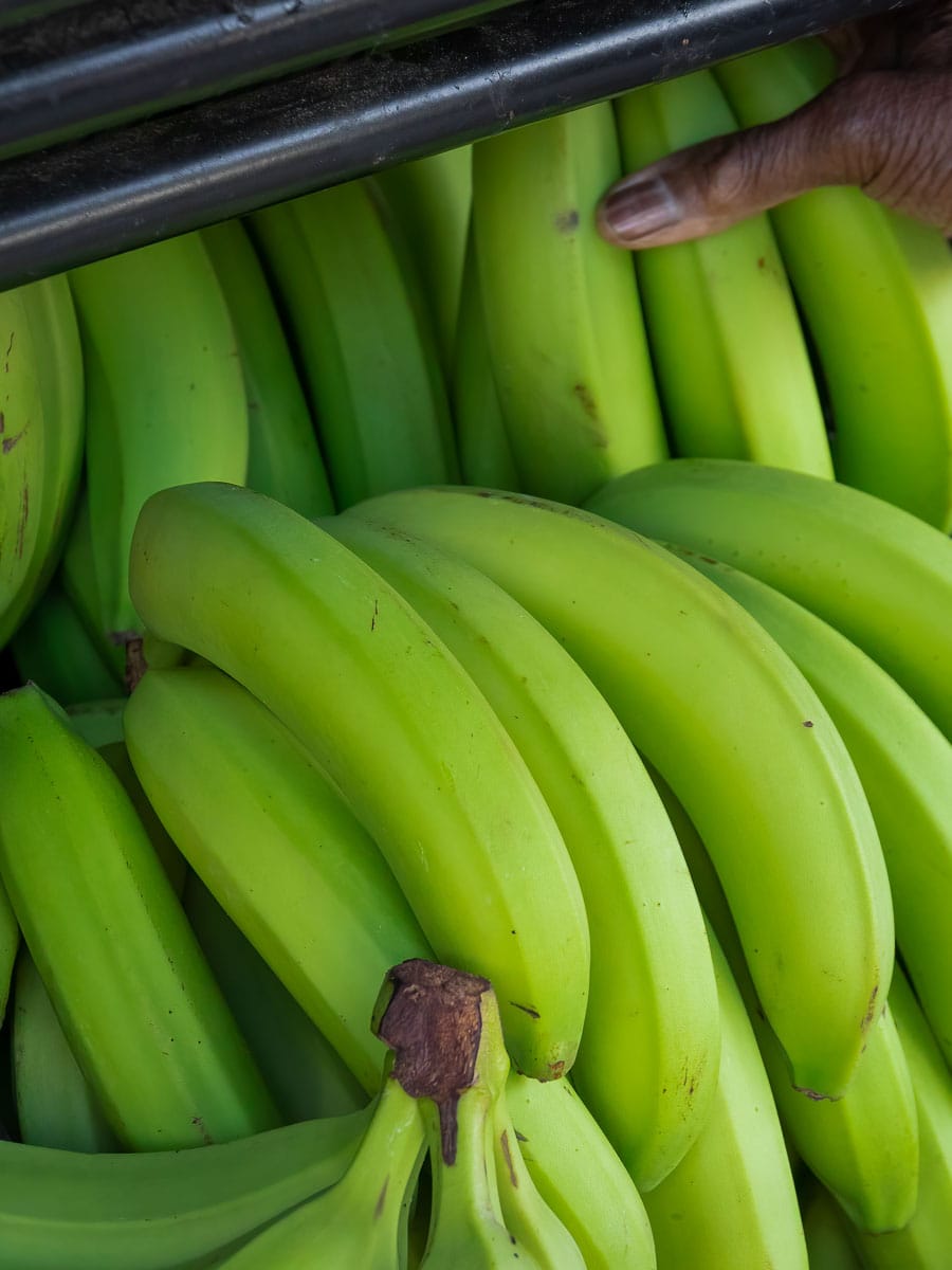 Discover how to store a bunch of green bananas effectively.