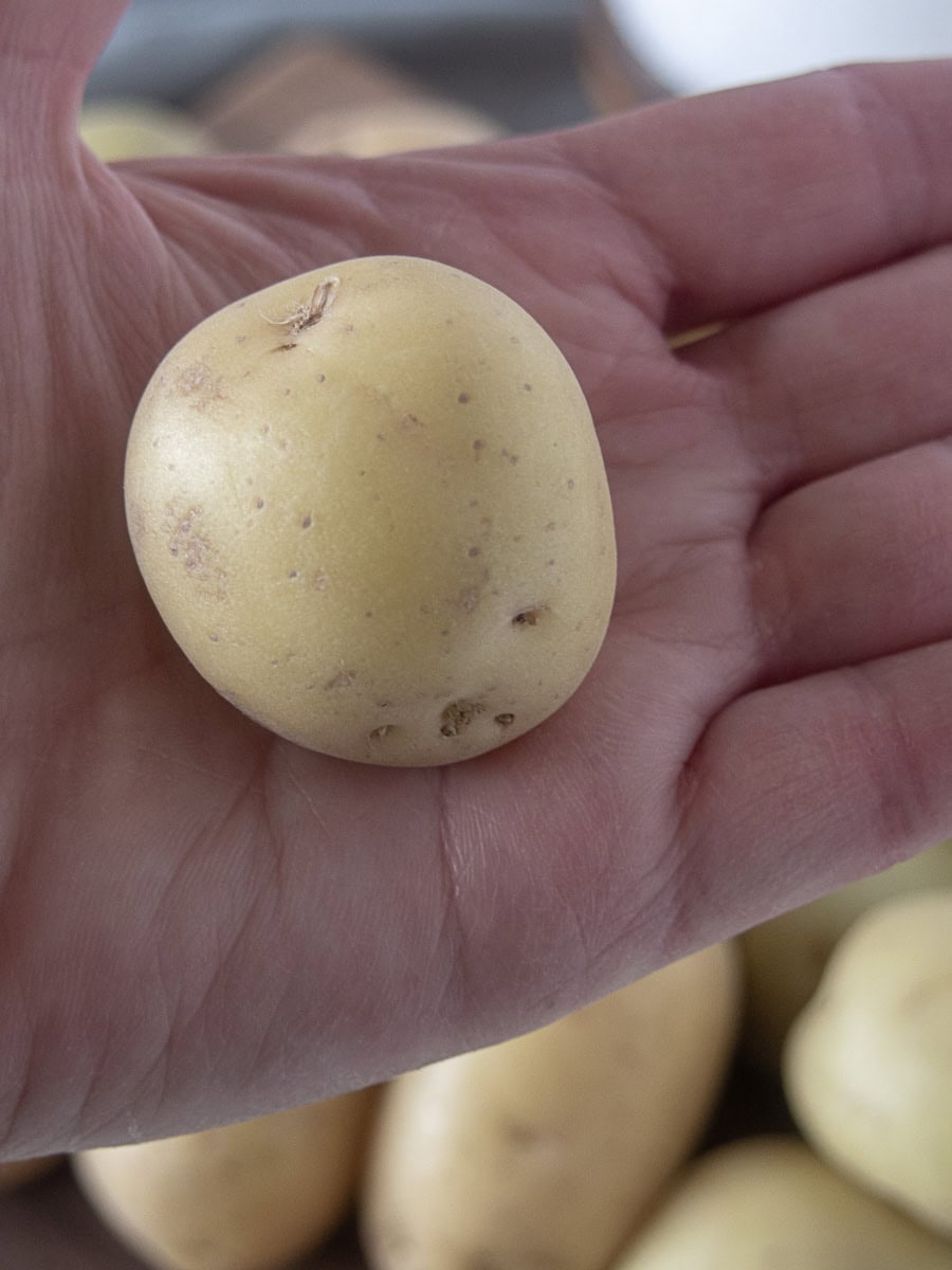 A small, light brown potato is held in the palm of a hand, with more potatoes blurred in the background.
